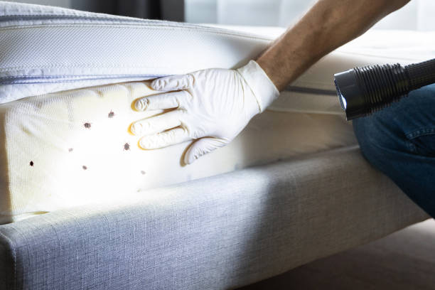 Best Pest Inspection Near Me  in Edmonston, MD
