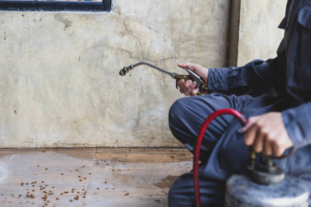 Best Local Pest Control Services  in Edmonston, MD